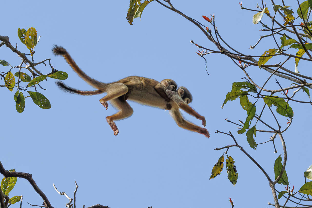 Saïmiri avec son petit se déplaçant dans les arbres en Amazonie