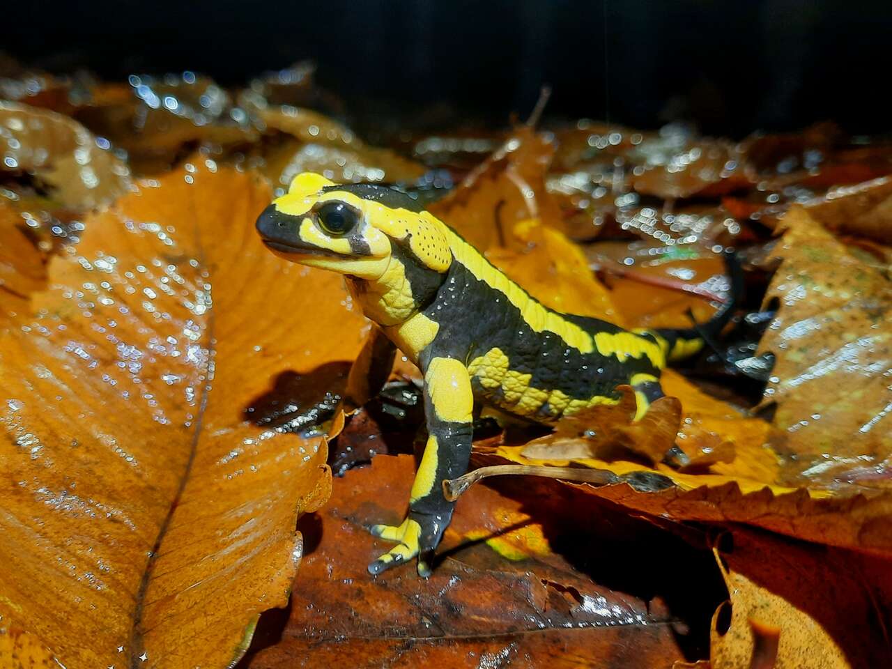 Salamandre tachetée sur feuilles mortes en sous-bois humide