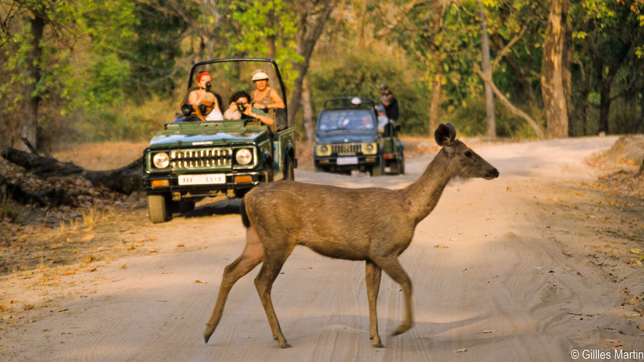 Sambar traversant une piste devant des jeeps de safari dans le parc national de Bandhavgarh en Inde
