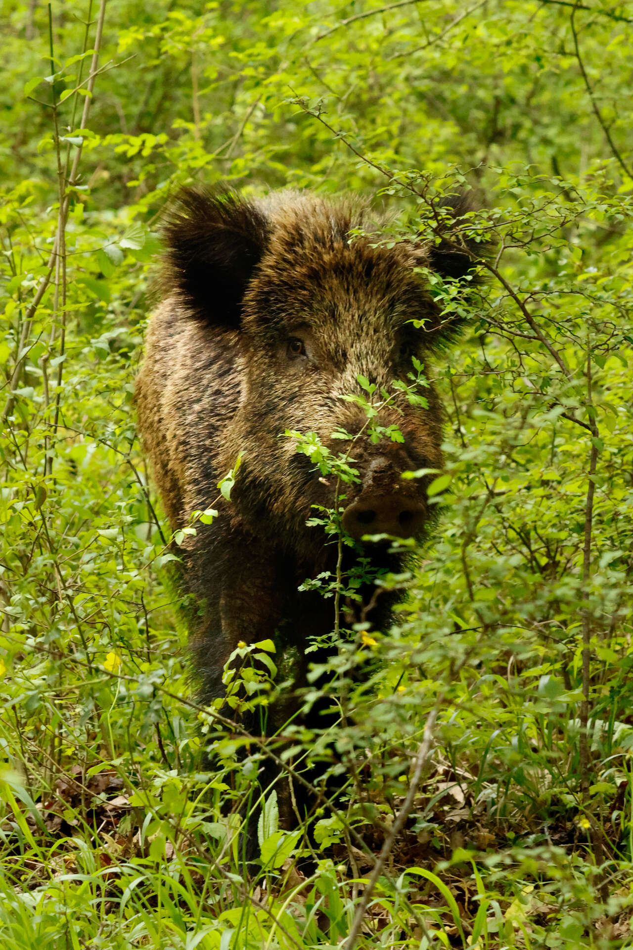 Sanglier d’Europe traversant un sous-bois du parc national des Abruzzes