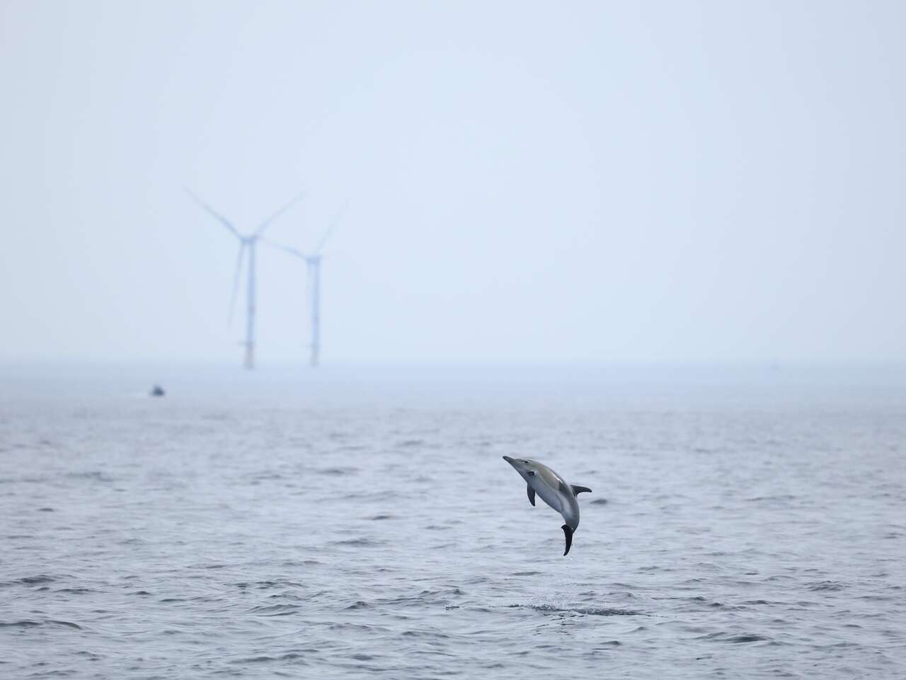 Saut de dauphin commun au large en Bretagne