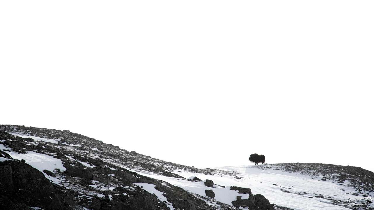 Silhouette de Boeuf Musqué en Norvège