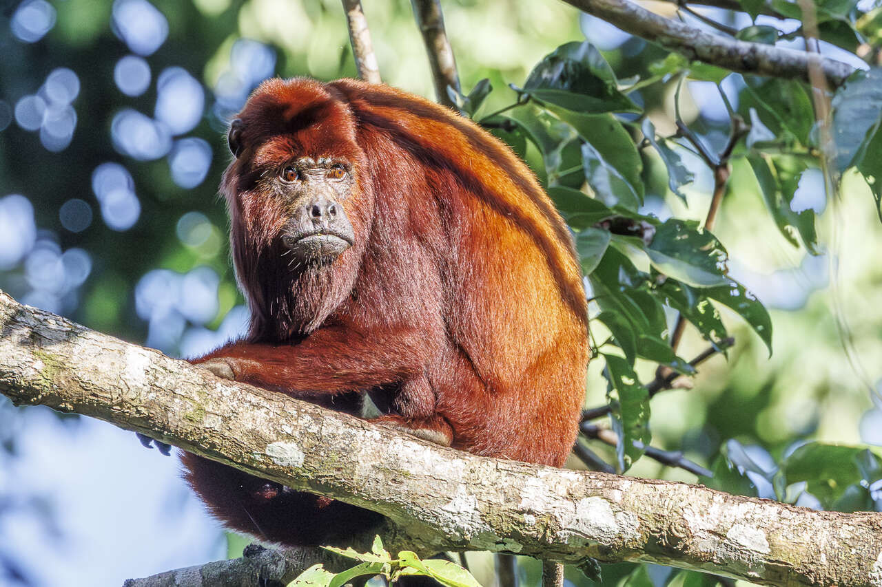 Singe hurleur roux perché dans la forêt amazonienne au Brésil