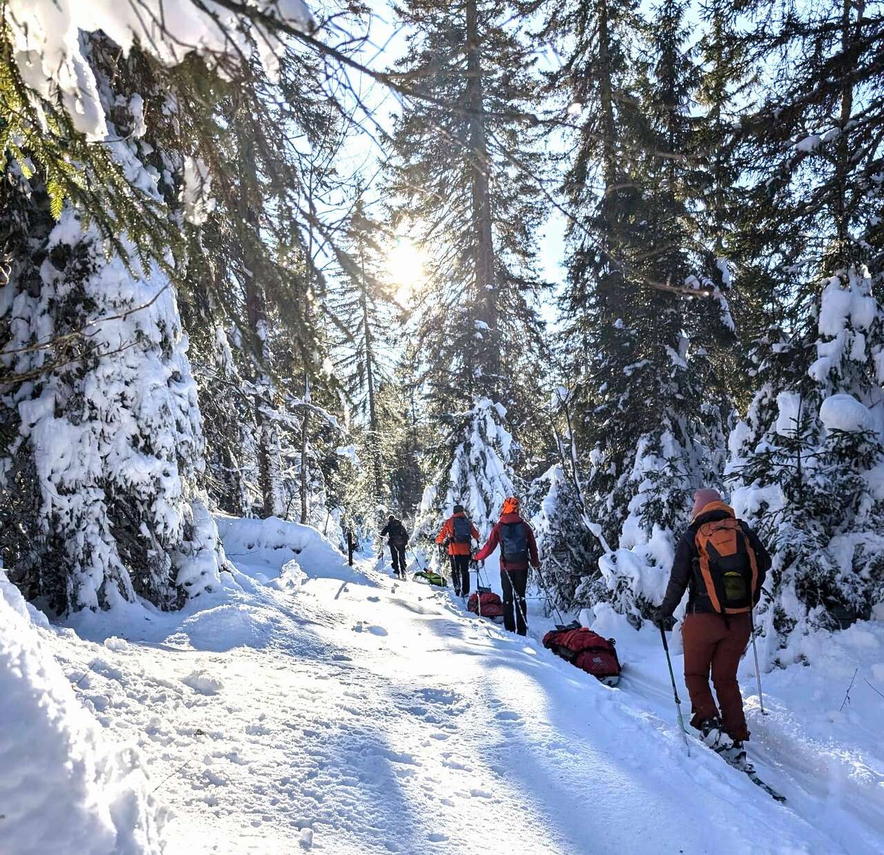 Ski nordique dans le Jura suisse, progression en forêt sous le soleil d’hiver