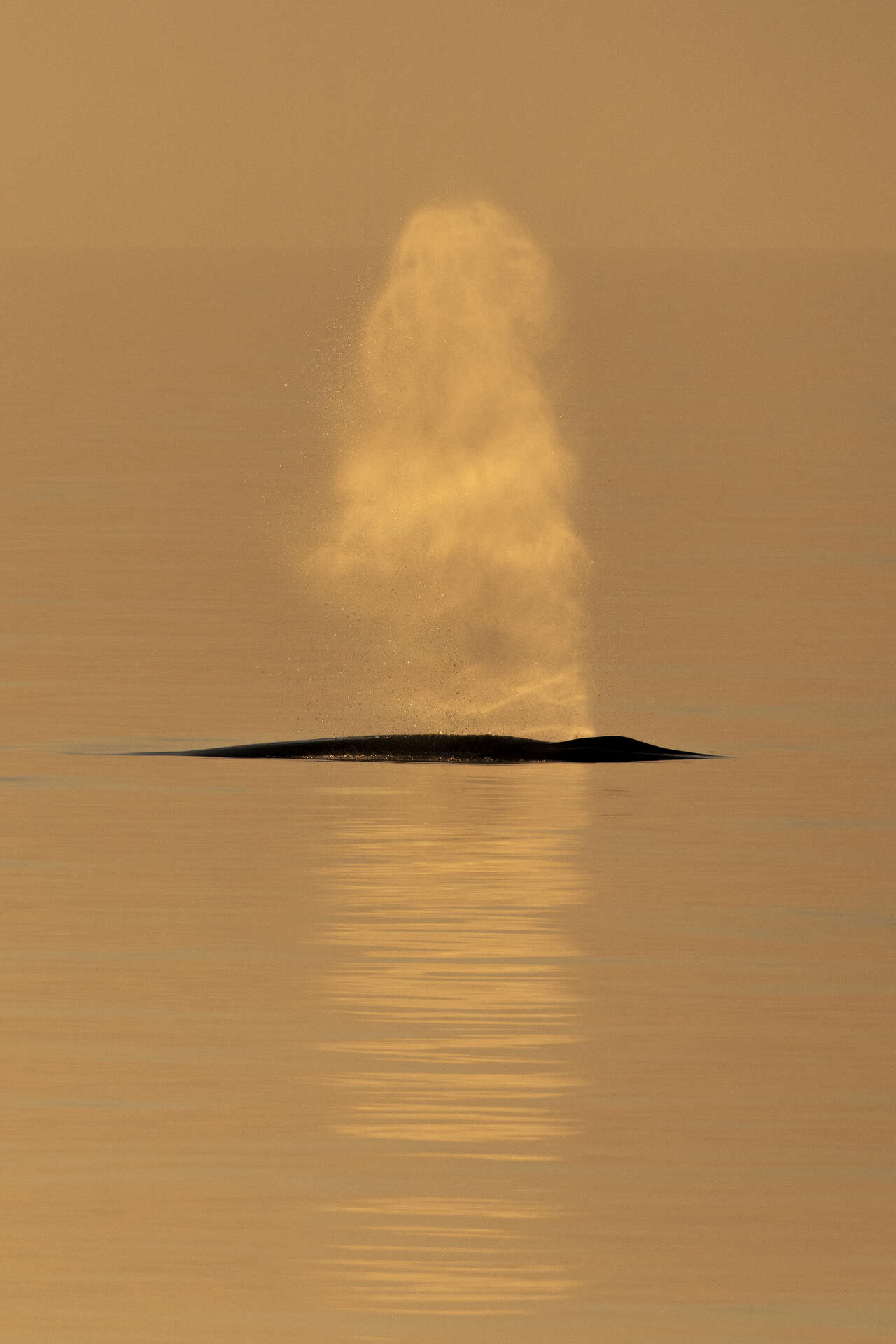 souffle de baleine au coucher du soleil en Méditerranée