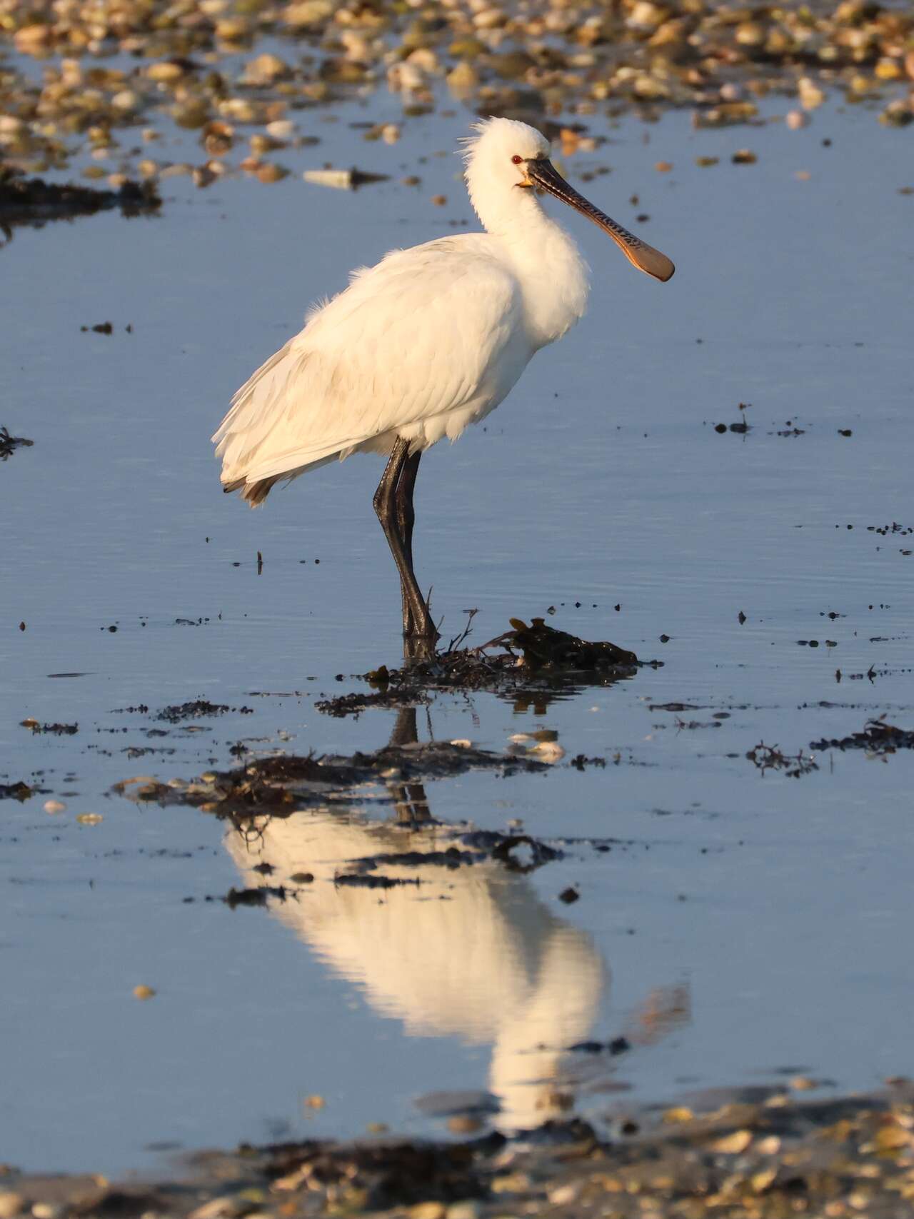 Spatule blanche dans les zones humides de la baie de l’Aiguillon