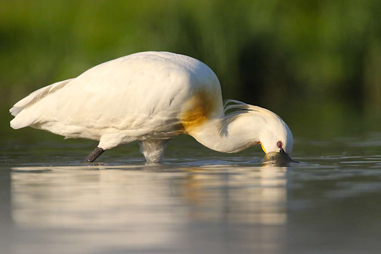 Spatule blanche se nourrissant dans une zone humide de Bretagne