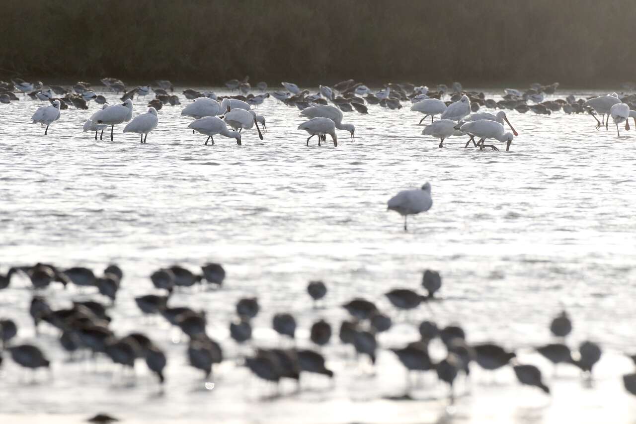 Spatules blanches et échassiers en zone humide