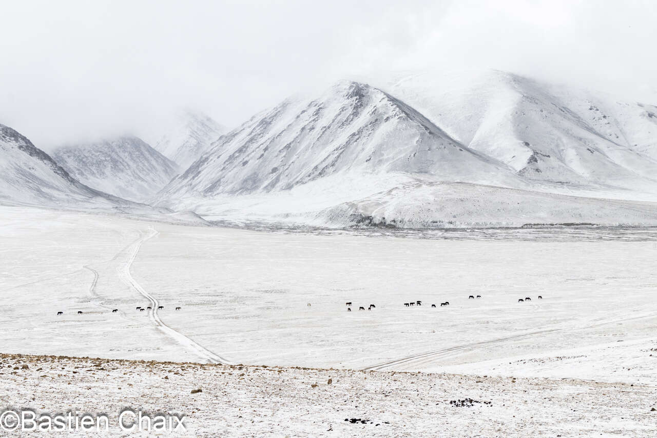 Steppe et montagnes enneigées dans l'altai - Voyage Amarok l'Esprit Nature en Mongolie
