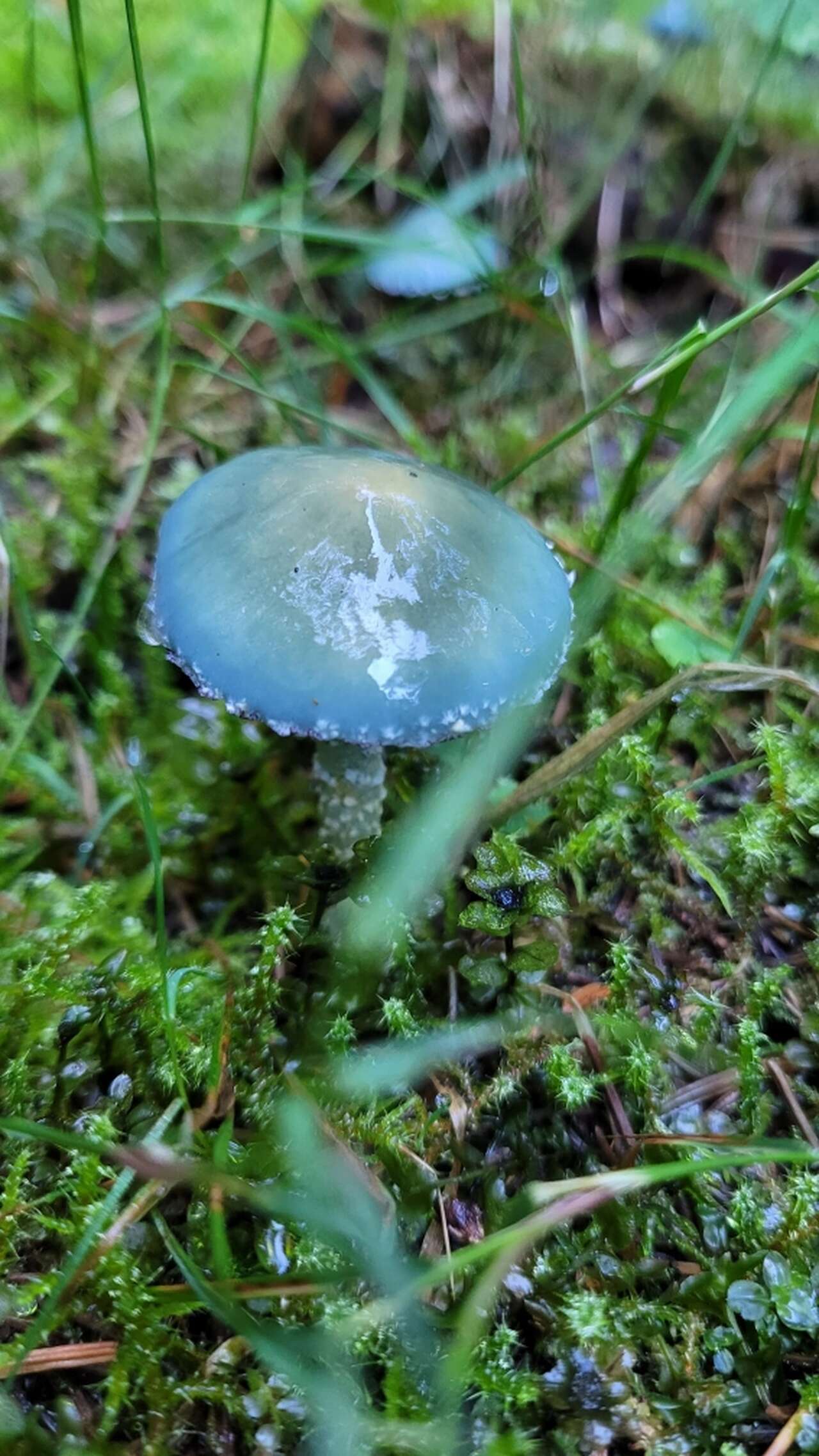 Stropharia aeruginosa, champignon vert-de-gris dans la mousse en forêt