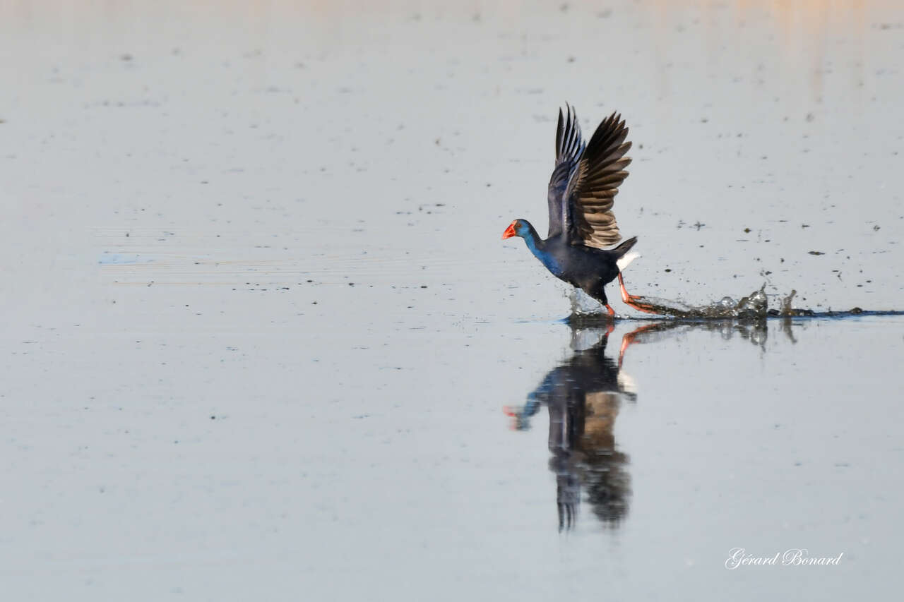Talève sultane (Porphyrio porphyrio) courant sur l’eau avant l’envol, reflet sur lagune camarguaise