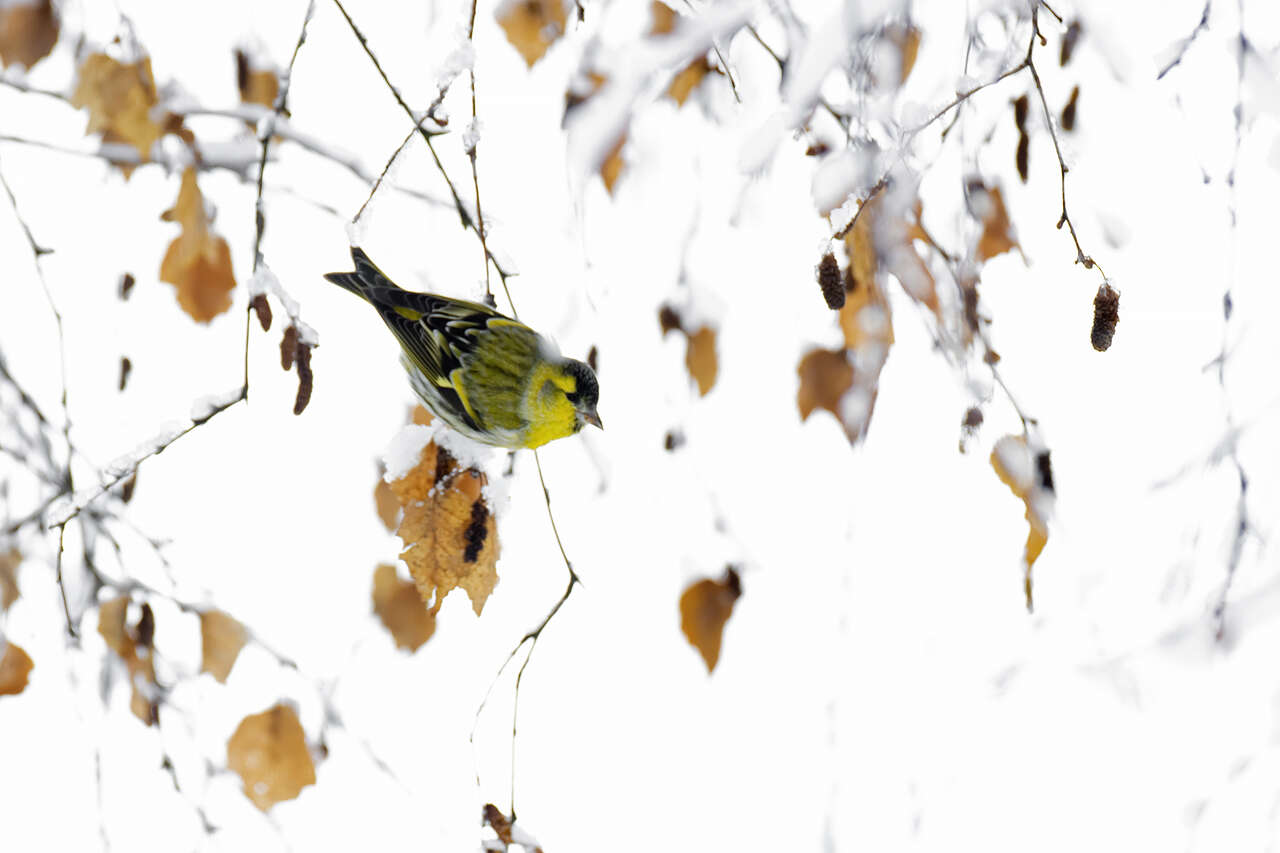 tarin des aulnes perché sur une branche de bouleau © Joël Brunet tarin des aulnes perché sur une branche de bouleau enneigée