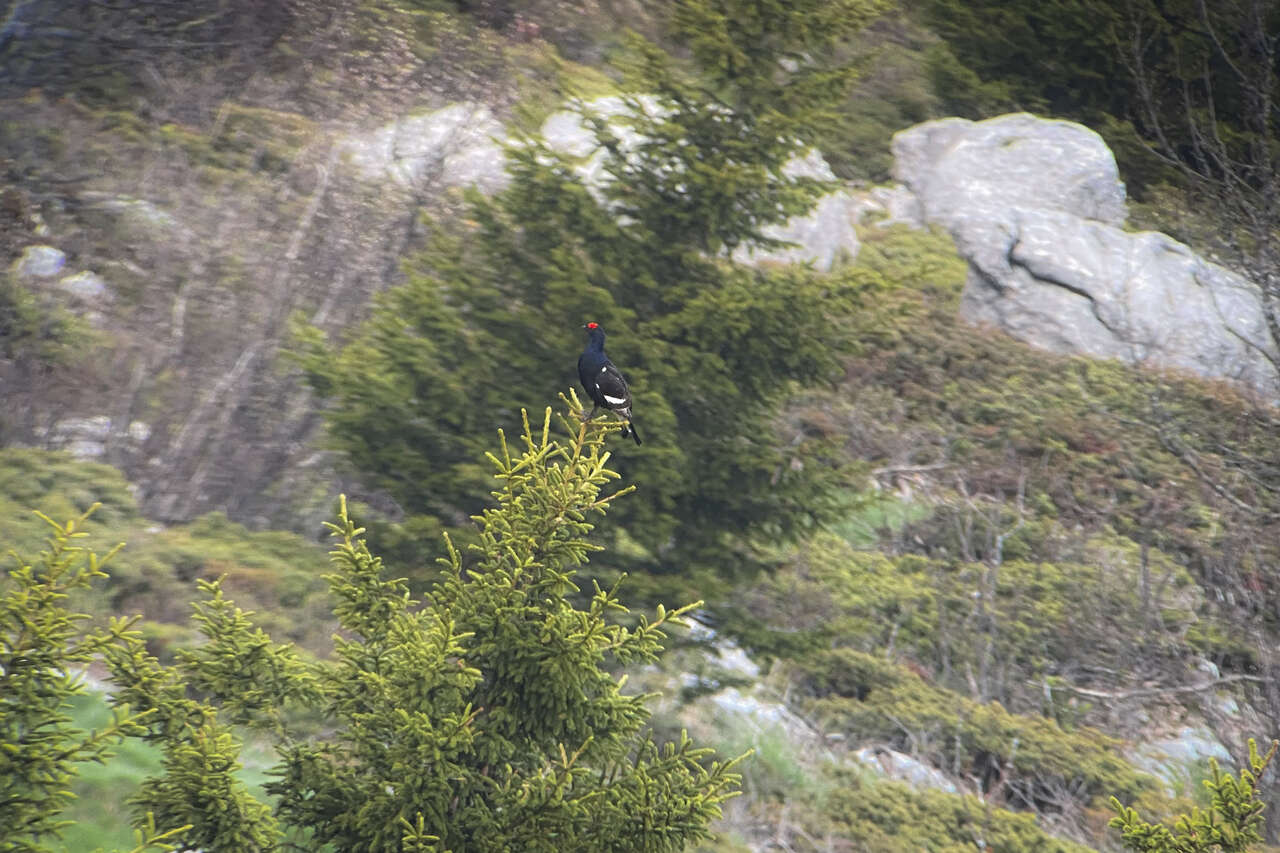 Tétras lyre mâle dans son habitat naturel sur les Hauts Plateaux du Vercors