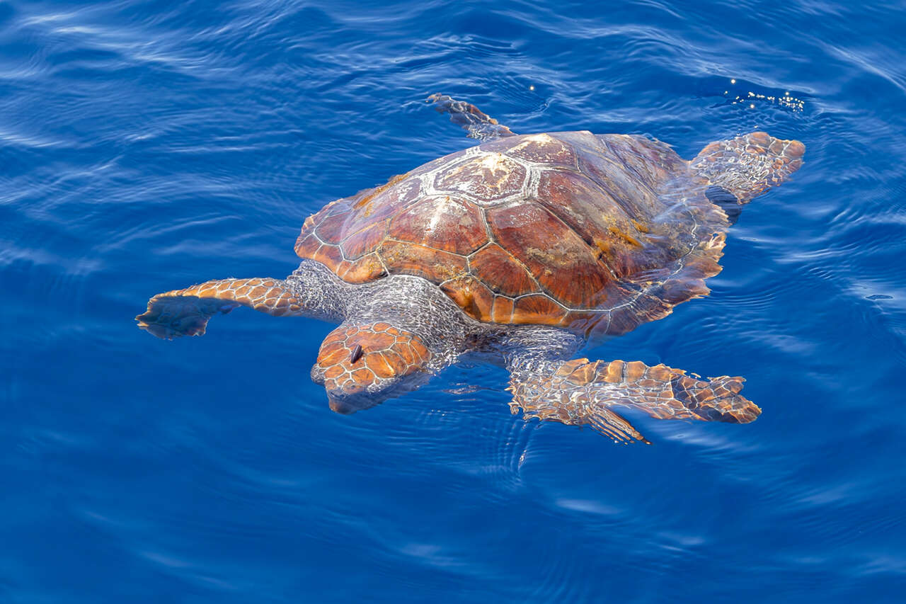 tortue caouanne en Méditerranée – observation de faune marine en Provence