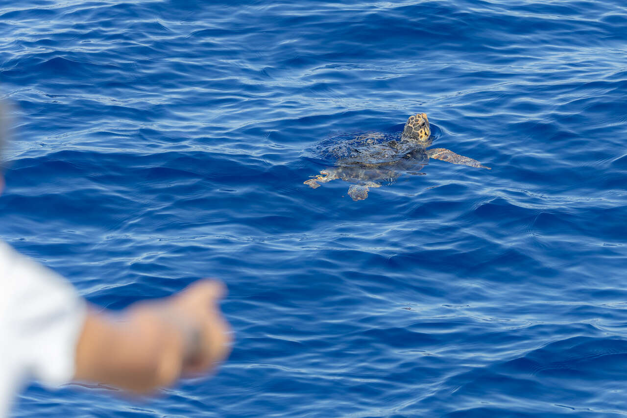 Tortue caouanne nageant à la surface des eaux bleues de Méditerranée