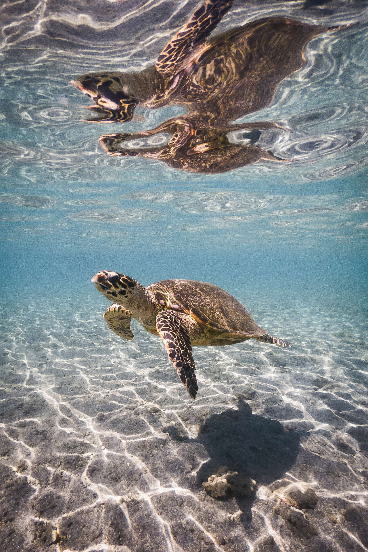 Tortue marine nageant dans un lagon clair à La Réunion