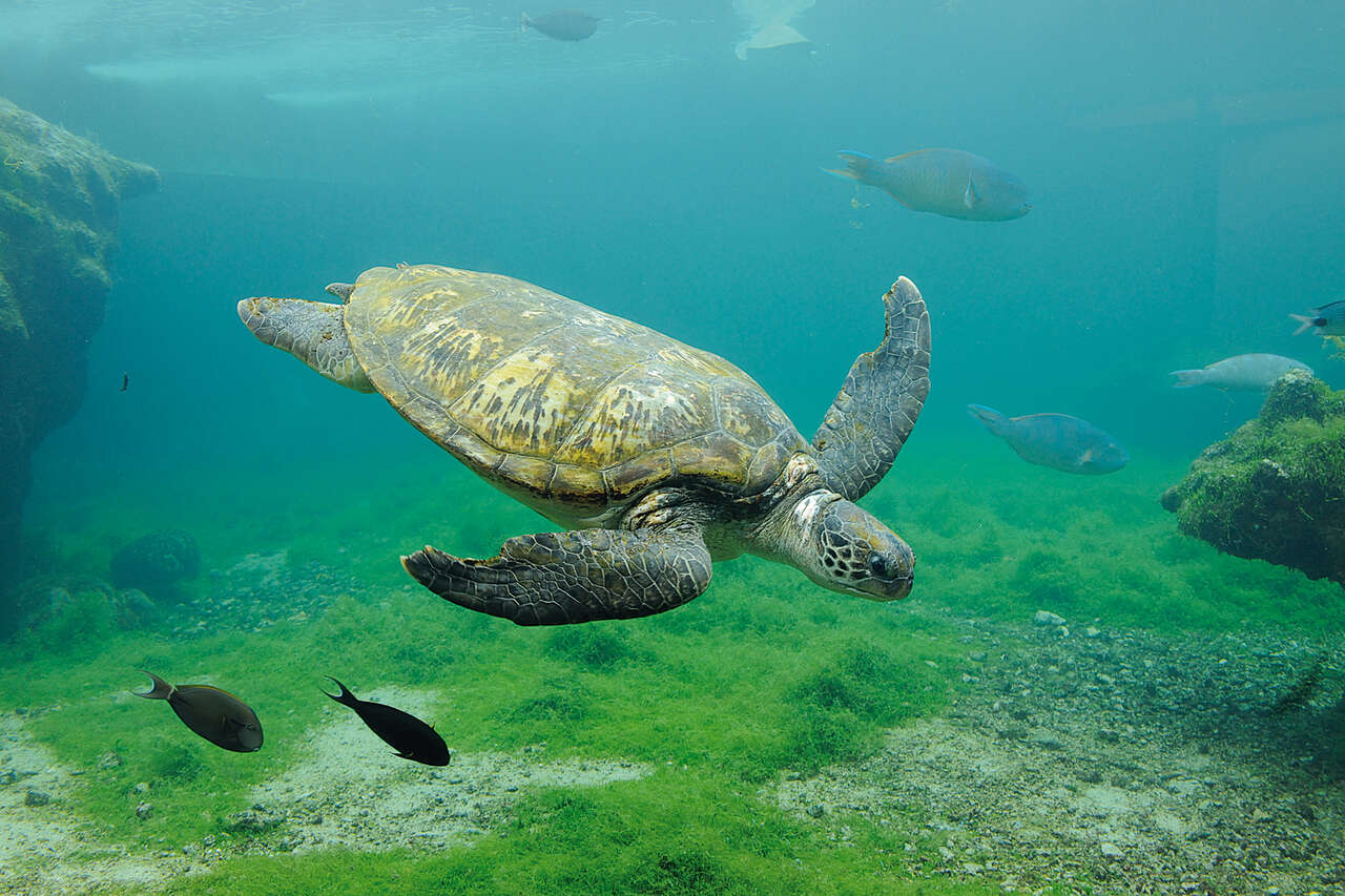 Tortue verte évoluant parmi les poissons dans le lagon de La Réunion