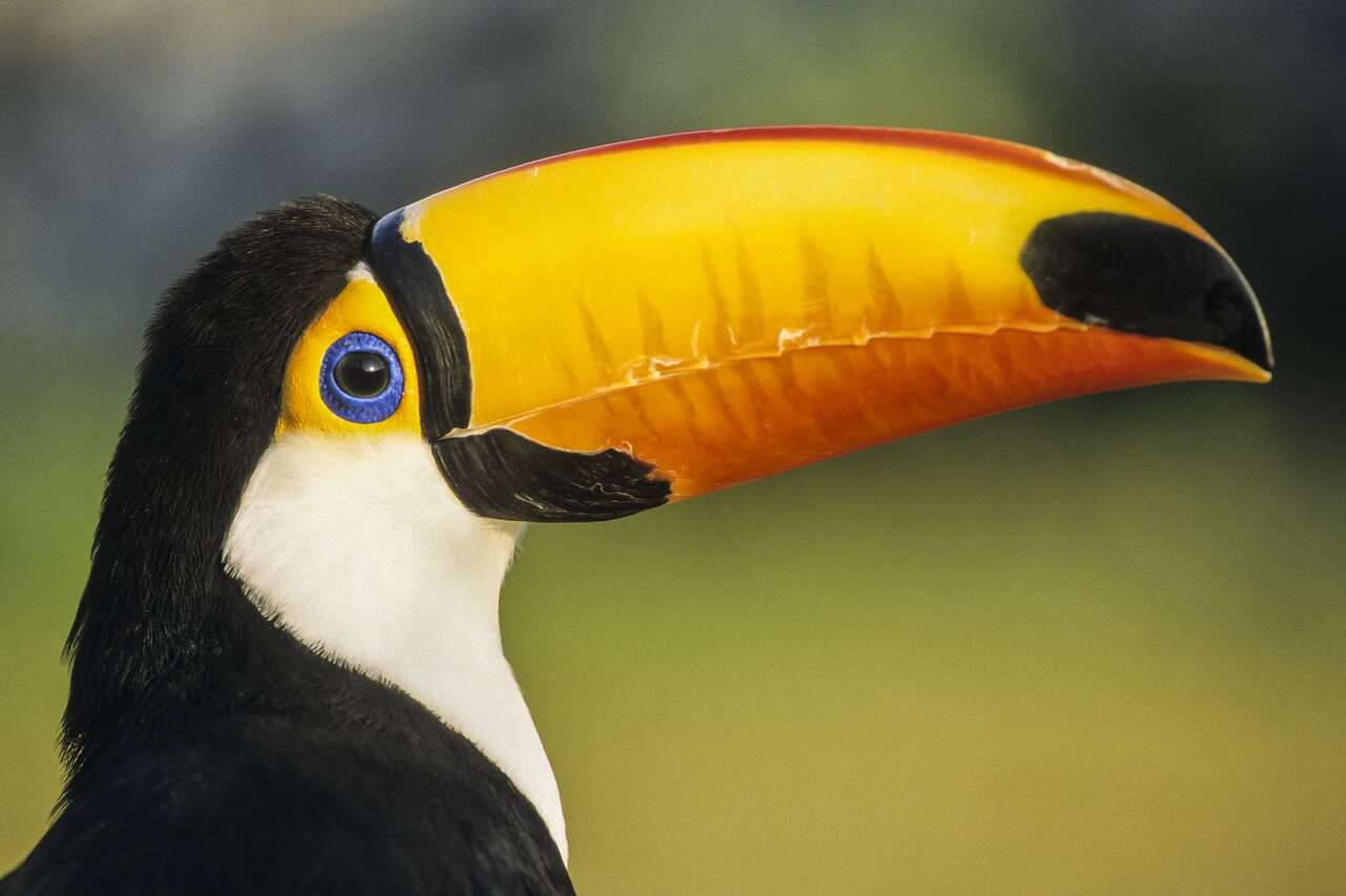 Toucan à carène observé dans la forêt tropicale du Costa Rica