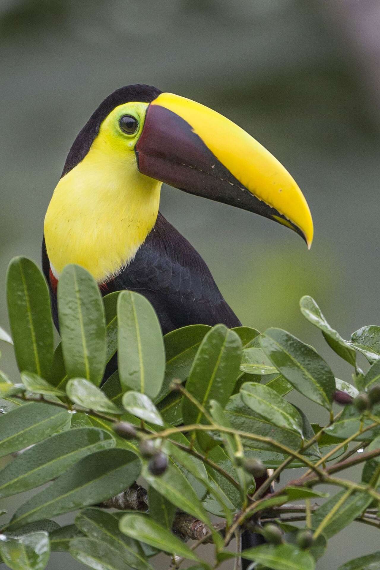 Toucan à mandibule jaune perché dans la canopée du Costa Rica