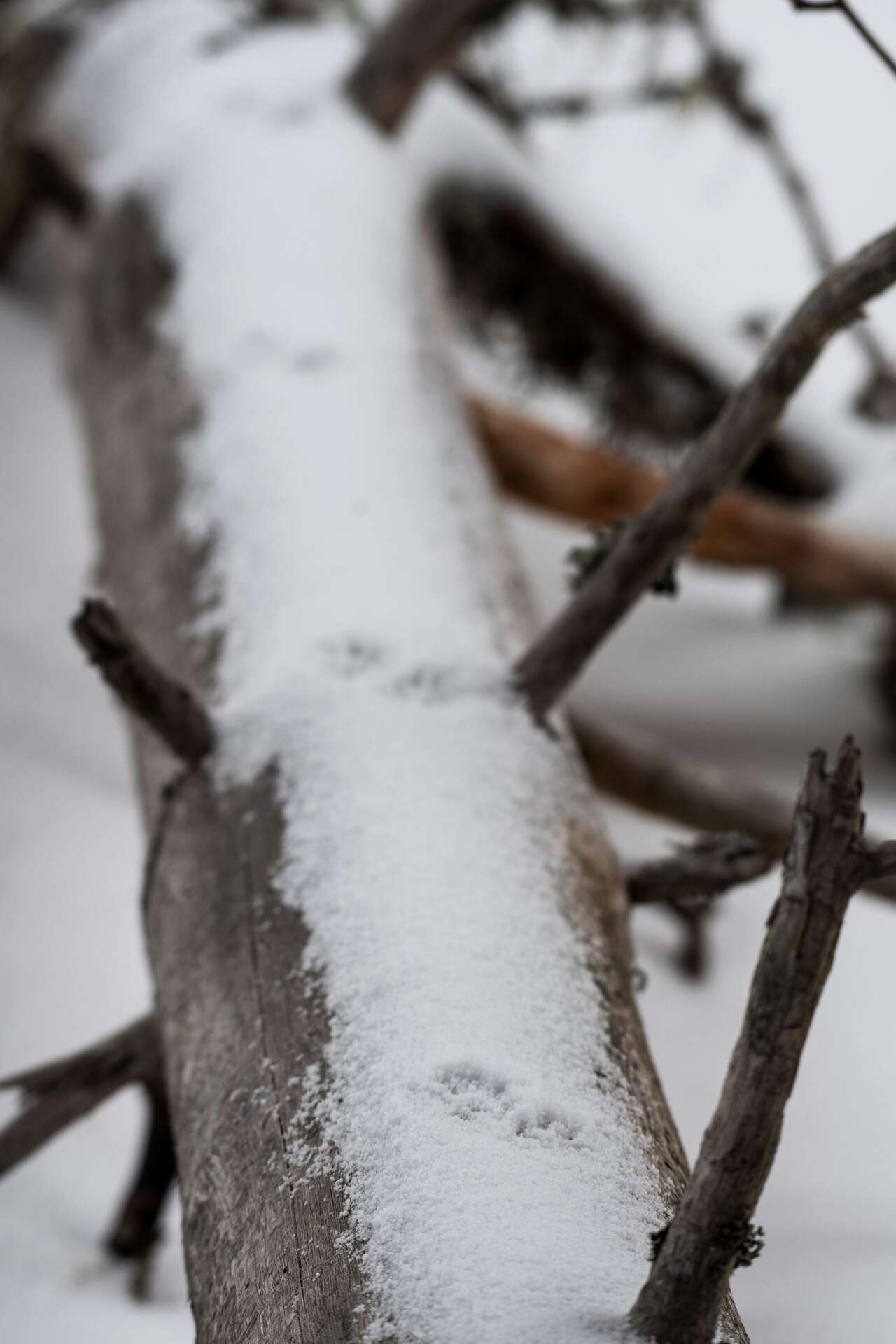 Traces d’animaux dans la neige sur un tronc en forêt du Vercors en hiver