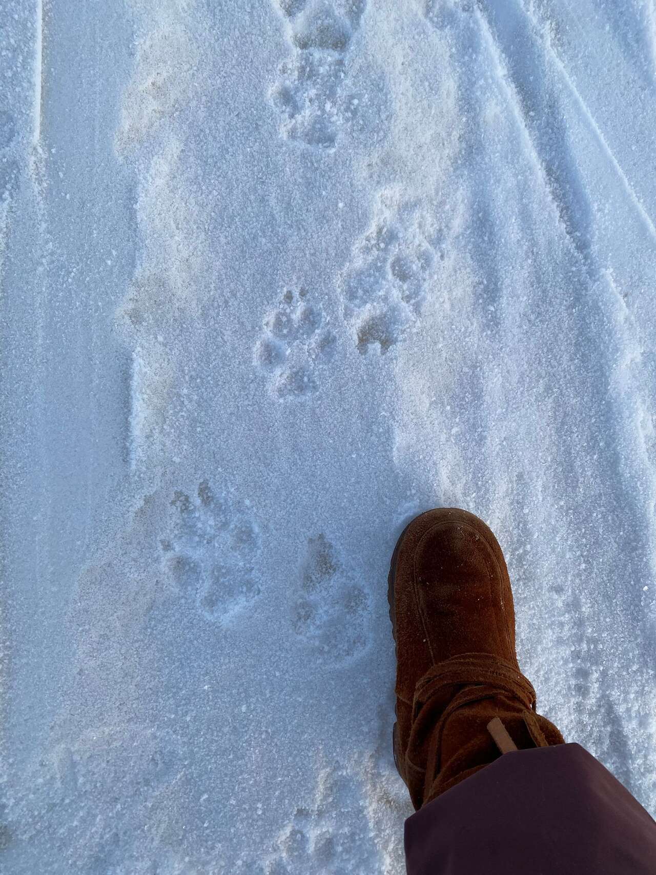 Traces de faune dans la neige Yukon