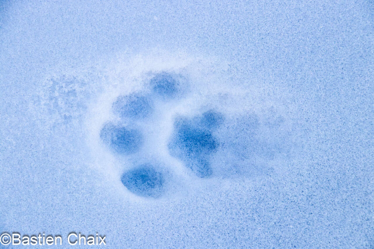Traces de Lynx du Tibet (Lynx lynx isabellinus) dans la neige au Ladakh