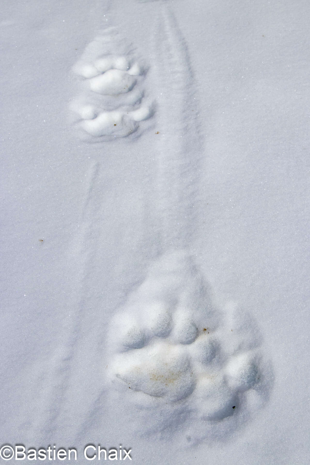 Traces de panthère des neiges dans la neige en Kirghizie - Observation naturaliste Amarok l'Esprit Nature