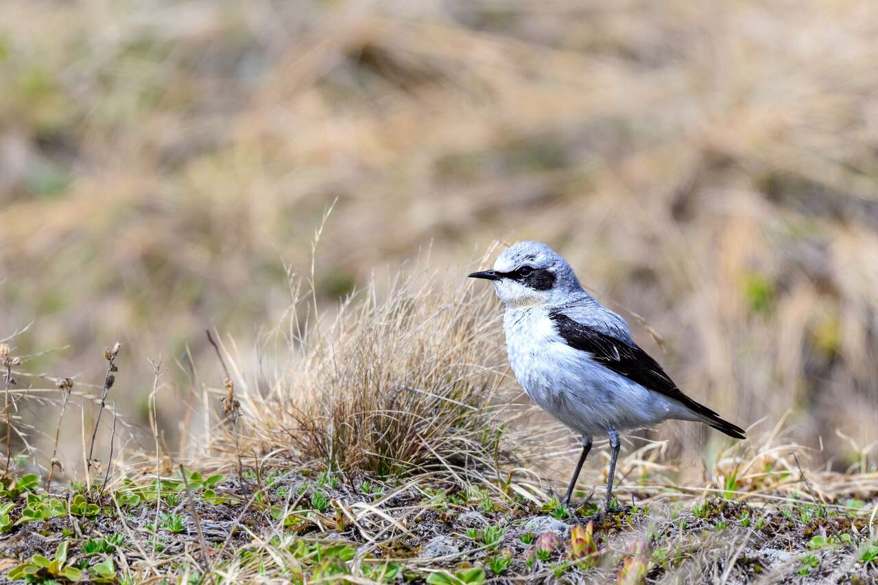 Traquet motteux posé dans les prairies alpines au printemps