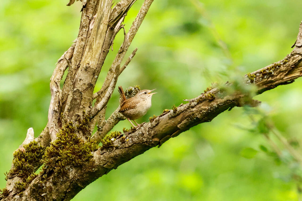 Troglodyte mignon chantant dans une forêt des Abruzzes au printemps