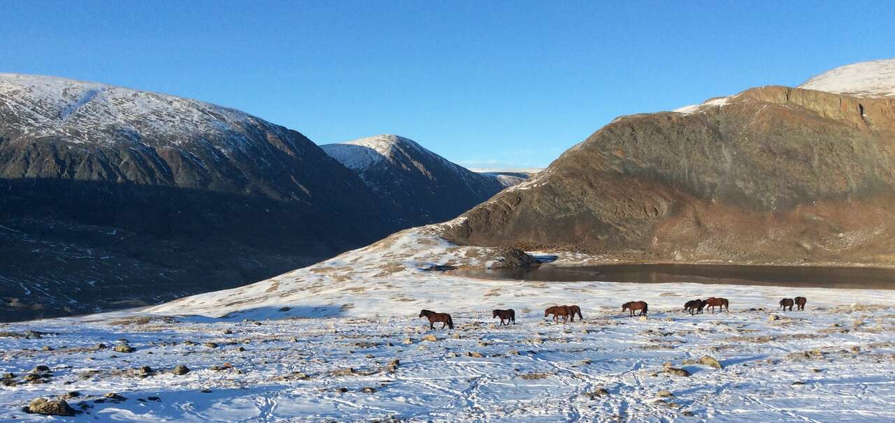 Troupeau de chevaux domestiques dans une vallée enneigée des montagnes de l'Altaï mongol en hiver