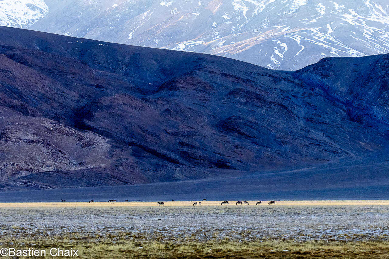 Troupeau de kiangs dans les paysages du Ladakh