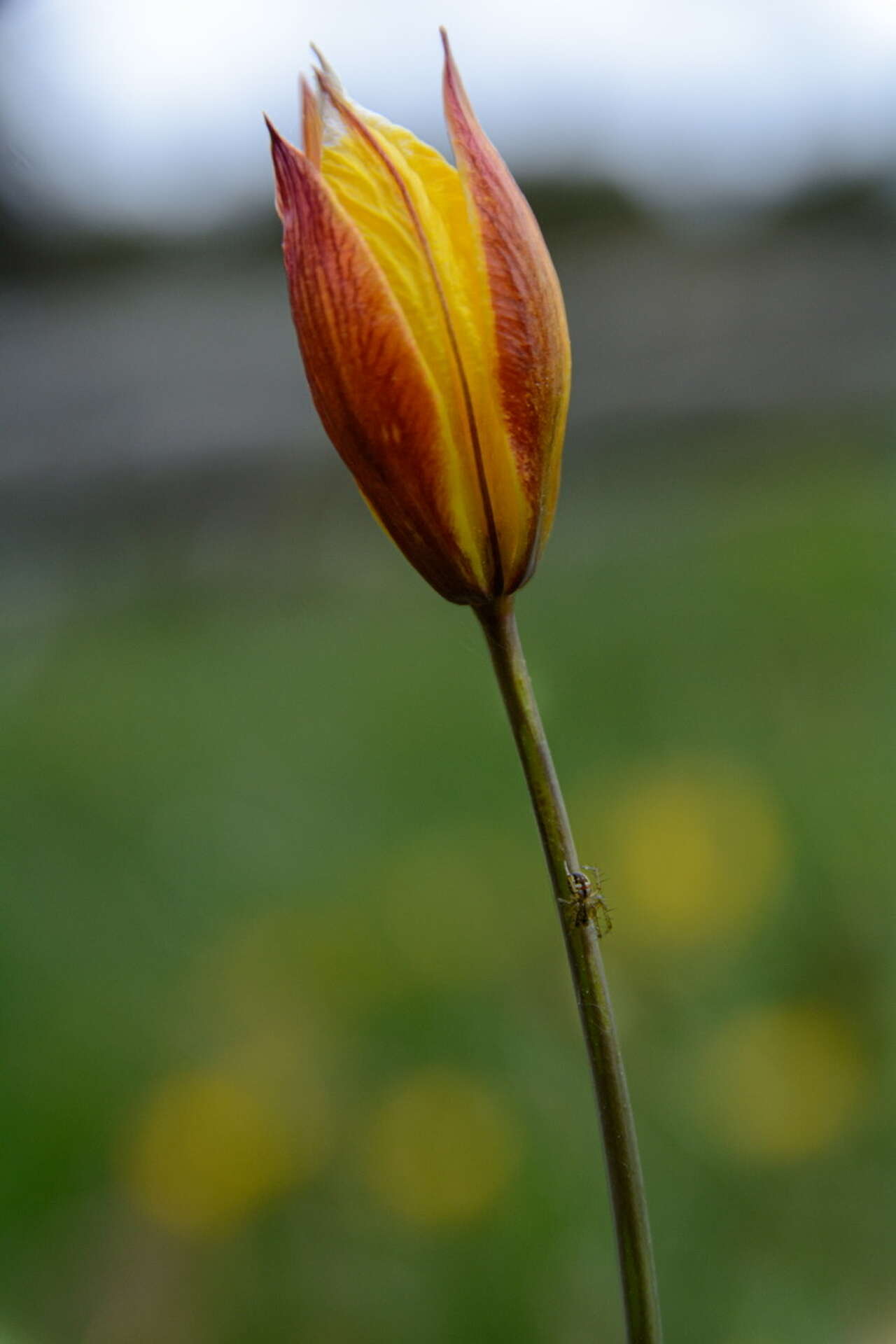 Tulipe sauvage en fleur dans les prairies d’altitude du Vercors