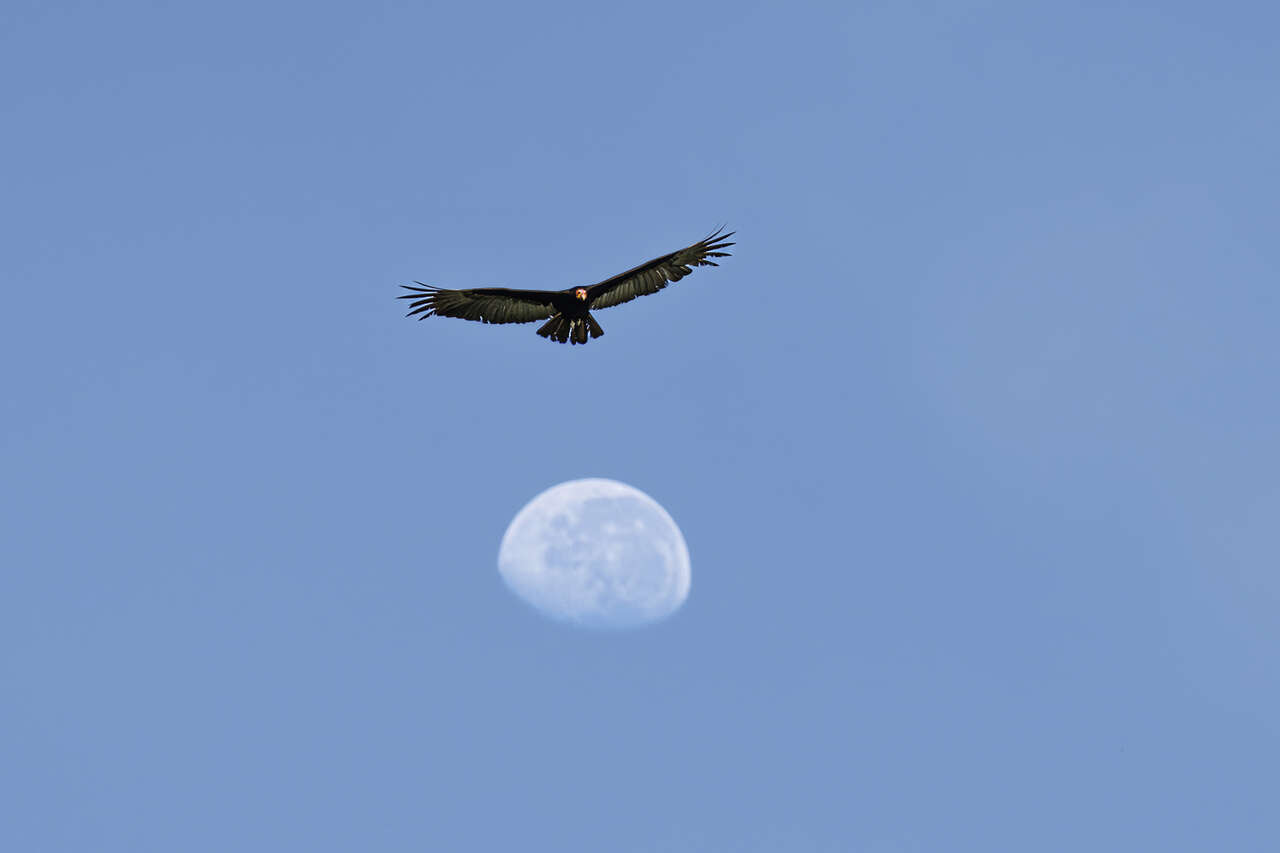 Urubu en vol devant la lune dans le ciel d’Amazonie