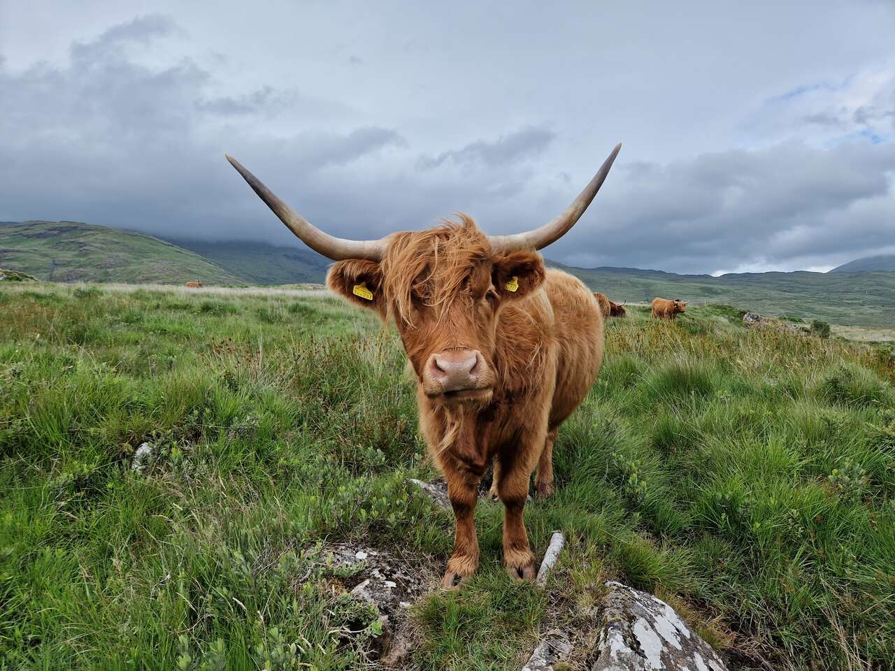 Vache Highland dans les paysages sauvages de l’île de Mull