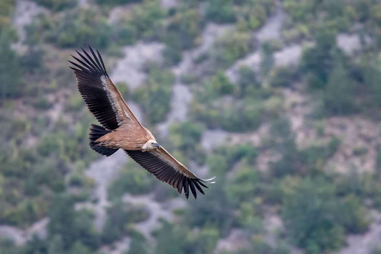 Vautour fauve en vol dans les Alpes