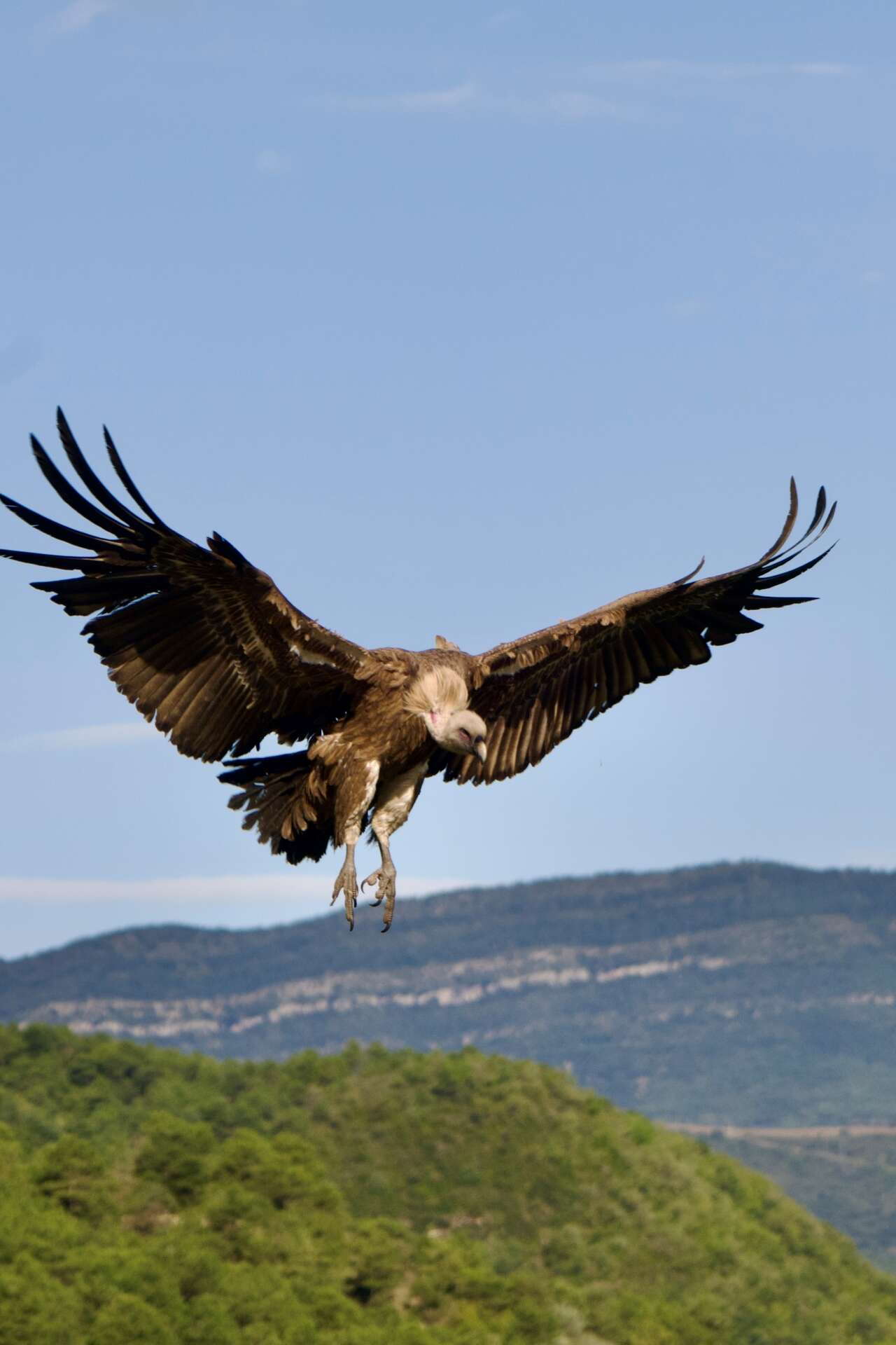 Vautour fauve en vol