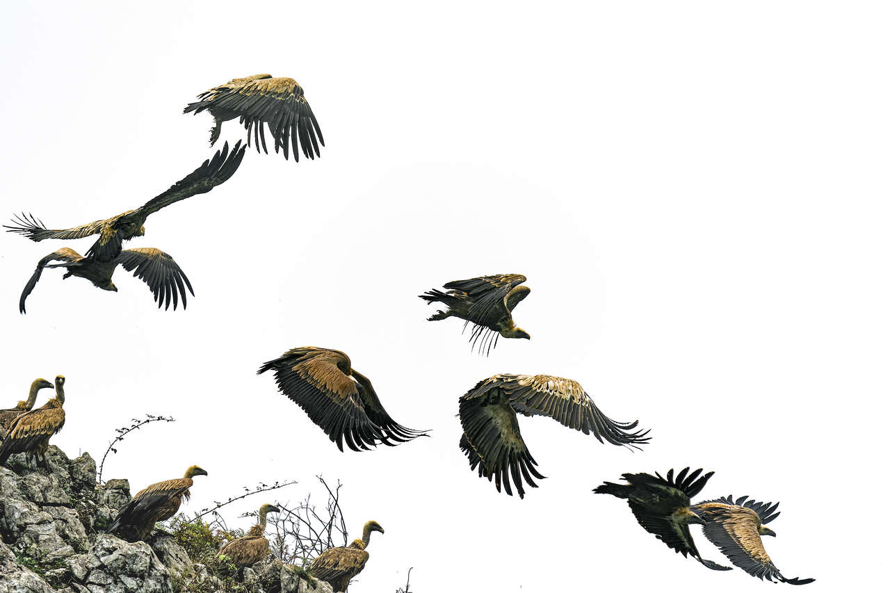 Vautours fauves en vol dans le ciel des Asturies, observation ornithologique