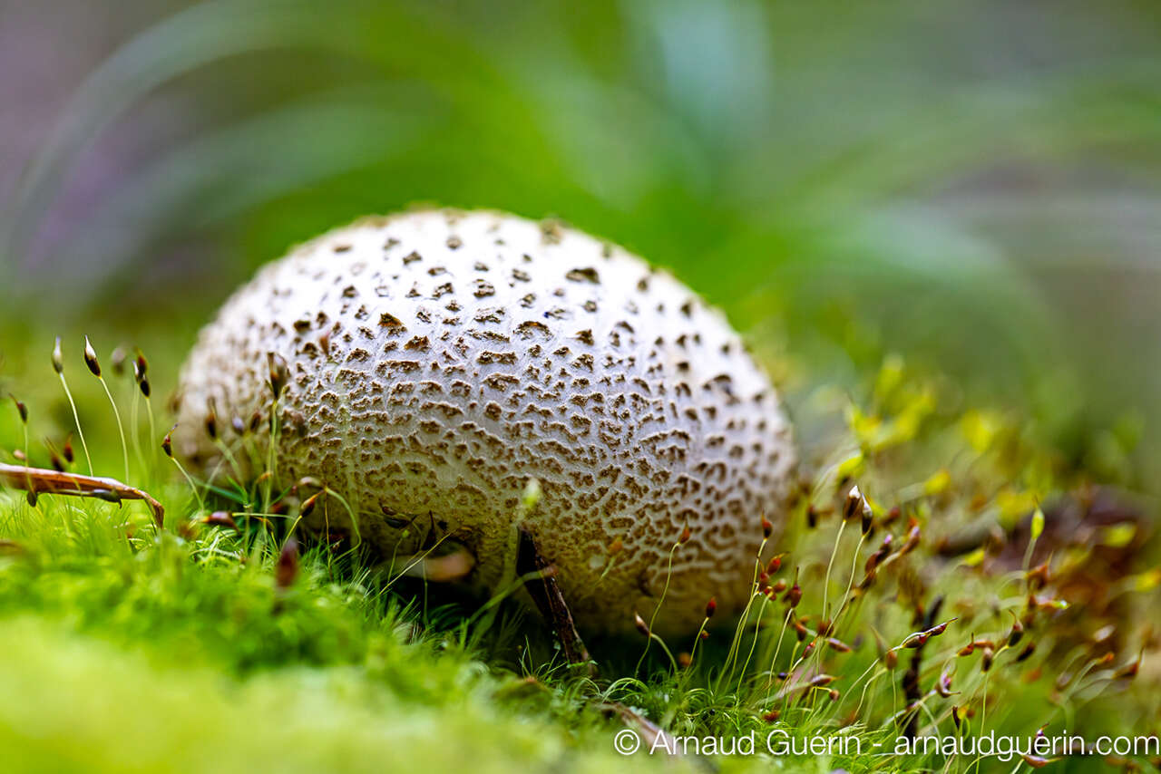 Vesse-de-loup en forêt des Andaines, photographie macro de champignon