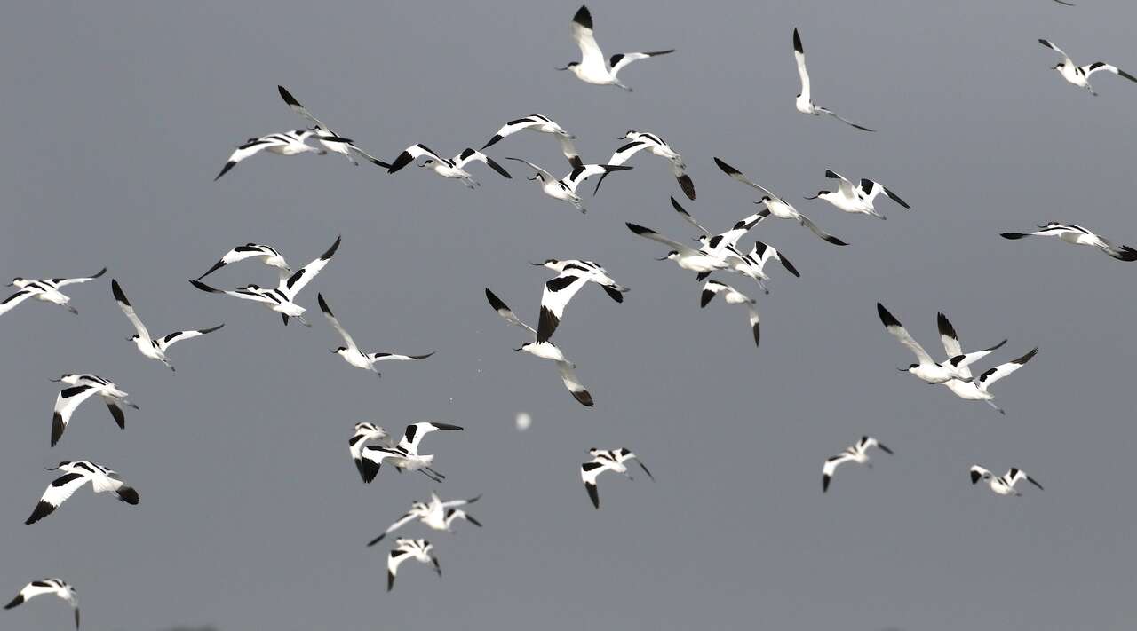 Vol d’avocettes élégantes au-dessus des marais de Guérande