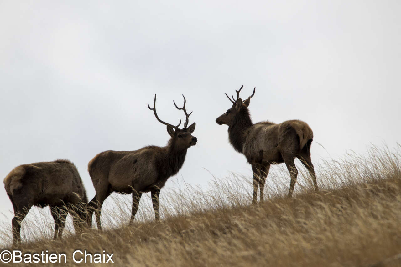 Wapiti de l'Altai en Mongolie