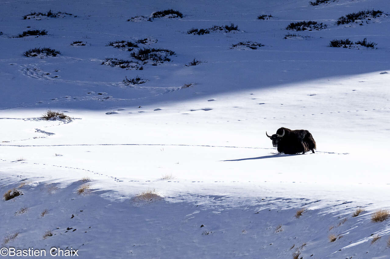 Yak dans les paysages enneigés du Ladakh