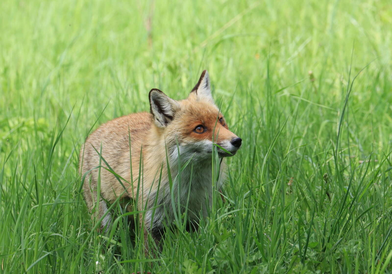 Nos voyages d'observation animalière | Amarok l'Esprit Nature