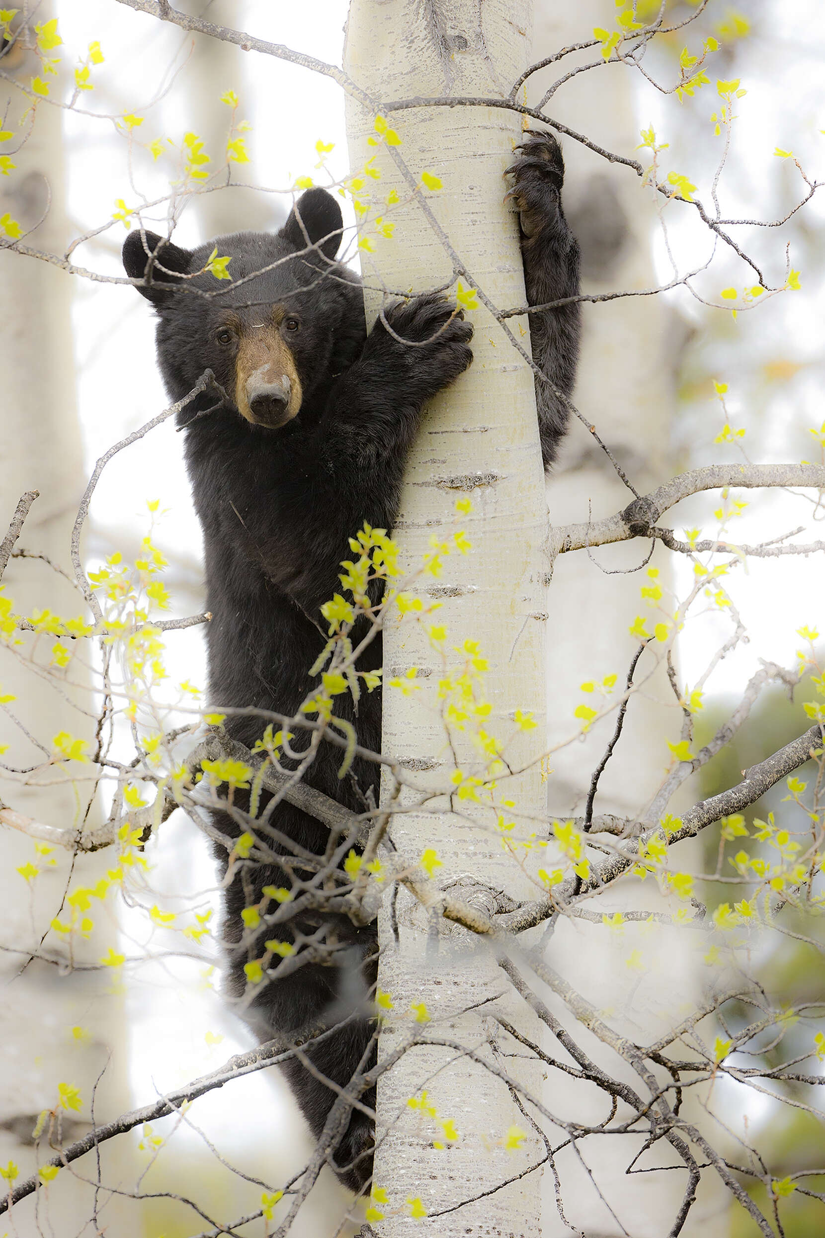 Ours noir grimpant sur un bouleau dans le Yukon