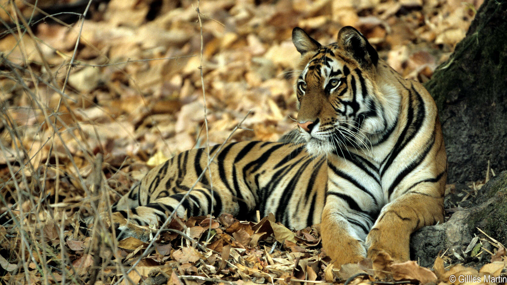 Tigre