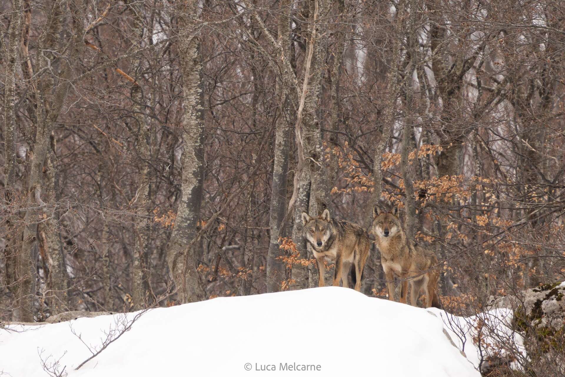 deux loups dans la neige, forêt en arrière plan, Parc des Abruzzes © Melcarne Luca 2 loups (canis lupus) dans le parc des Abruzzes en hiver - Observation naturaliste Amarok l'Esprit Nature