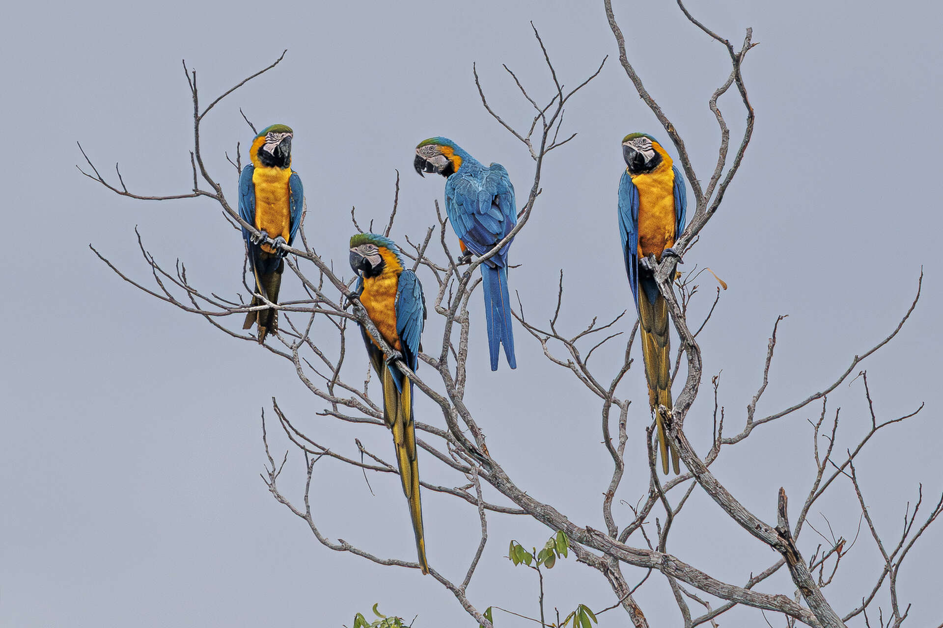 Aras bleus et jaunes perchés dans un arbre en Amazonie brésilienne