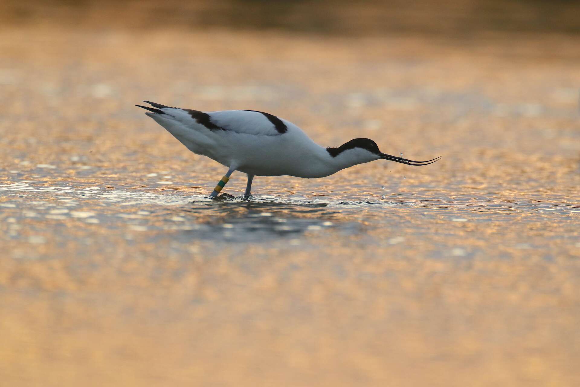 Avocette élégante en alimentation – zones humides
