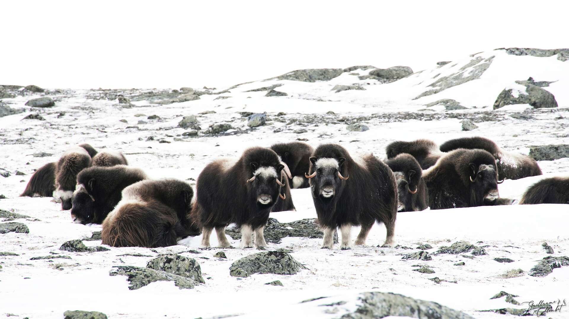 Boeufs Musqués dans le parc de Dovrefjell