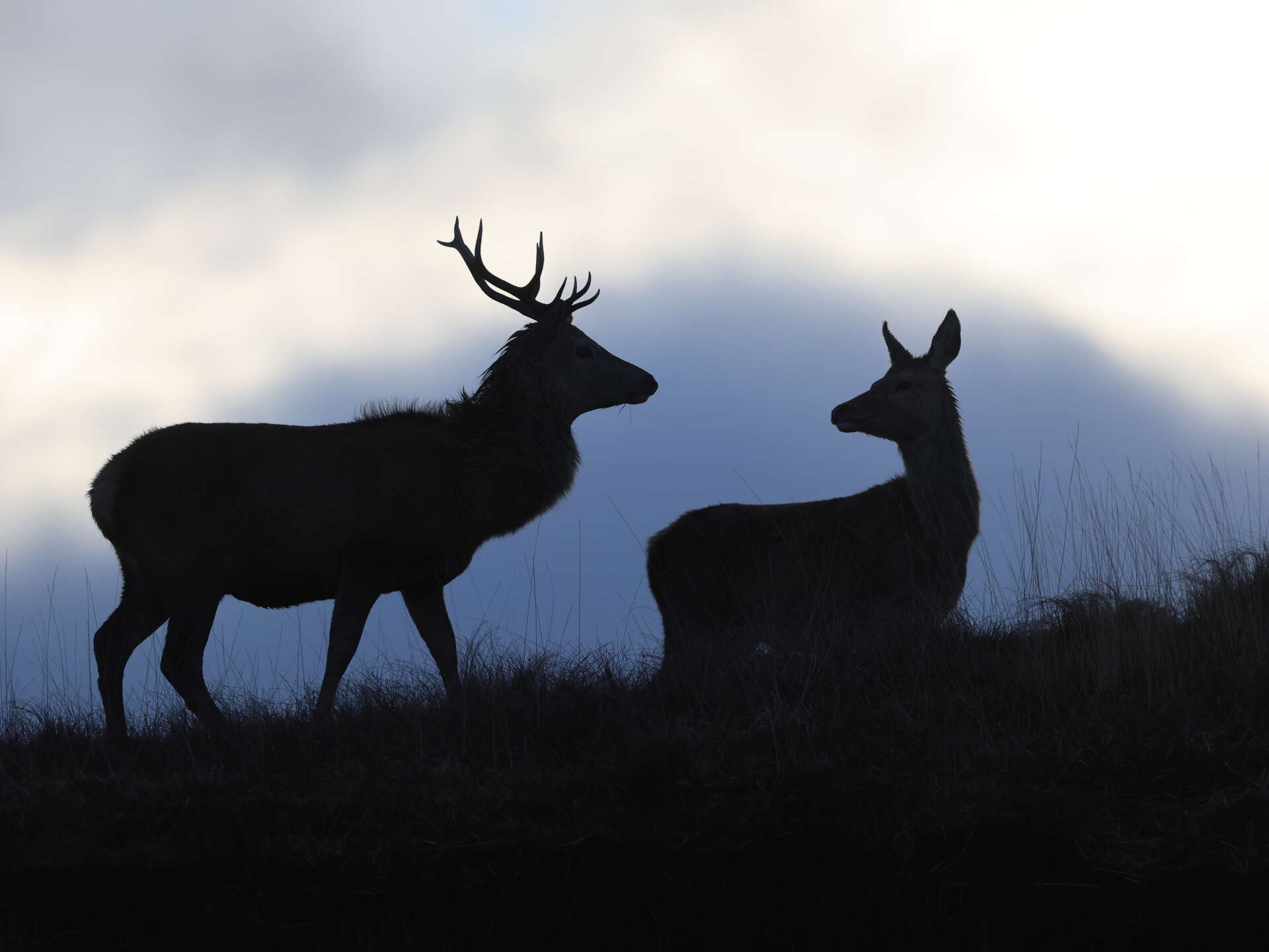 Cerf élaphe et biche en silhouette dans les Highlands écossais