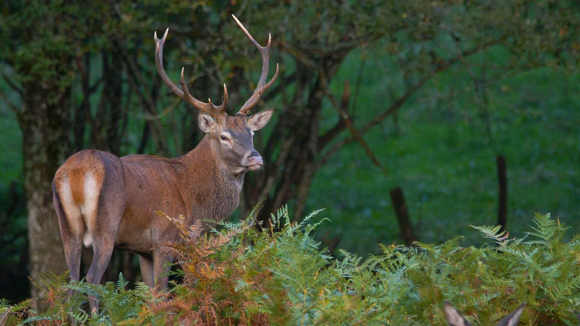 Cerf © Migault Leïla Cerf lors du brame